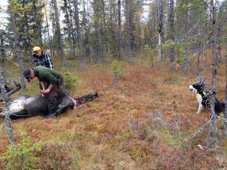 Här tar Micke ur en ko, 2013