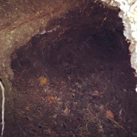 Björnens sovrum. Ca 500m från Sixtens hus. 2013